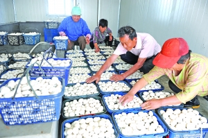 宜兴引进高科技助力蘑菇生产