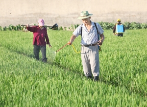 丁蜀镇建新村农民在田头喷洒农药