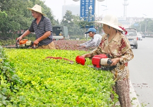 绿化
