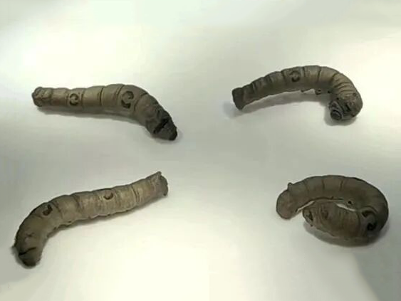 裴石民紫砂蚕 裴石民紫砂蚕