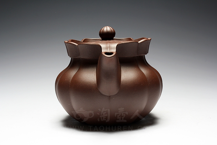 筋纹僧帽壶