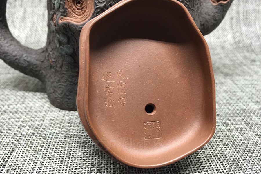 金钱松
