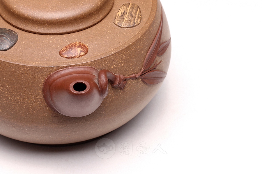 金陵石竹