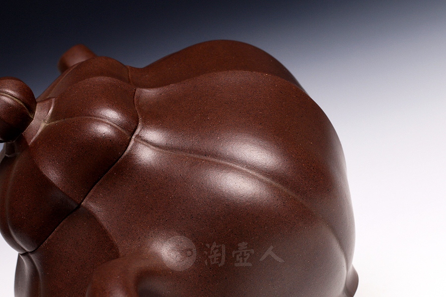 鼓腹抽角