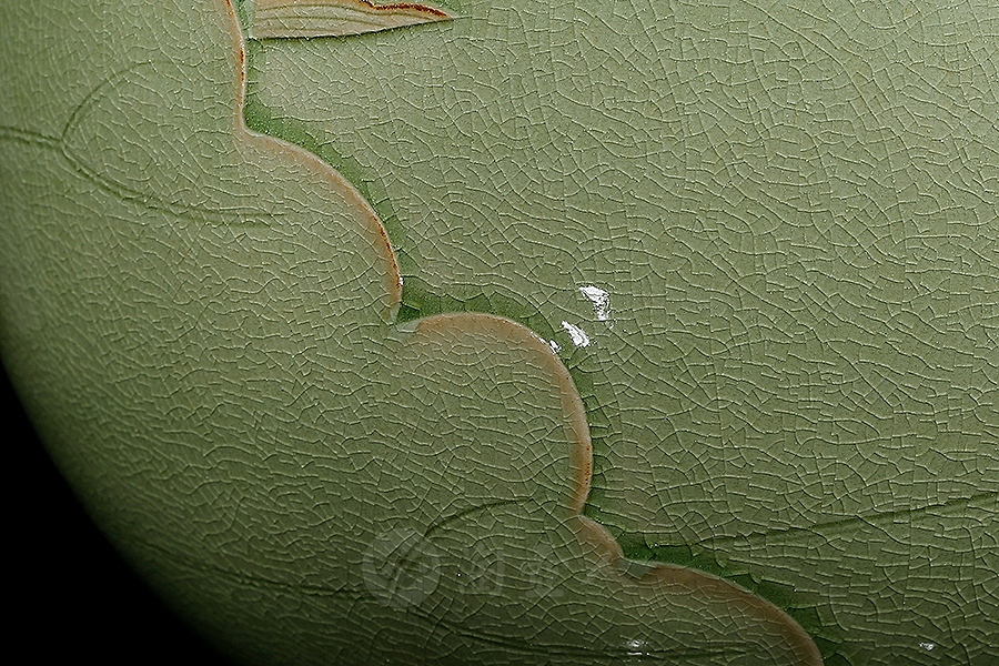 出水芙蓉