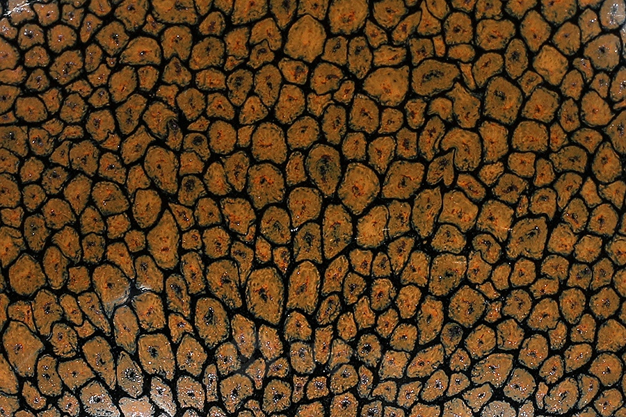 撇口黄鹧鸪盏