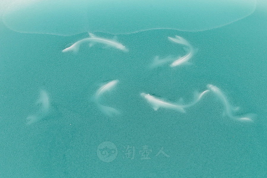 烟雨江南之鱼洗(中)