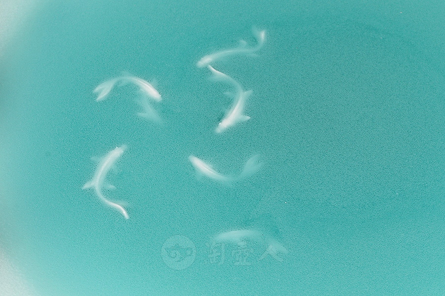 烟雨江南之鱼洗(中)