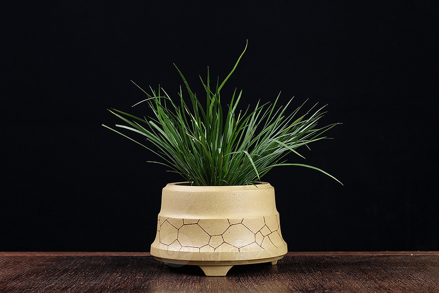 冰裂纹菖蒲盆(施小马监制·限量款)