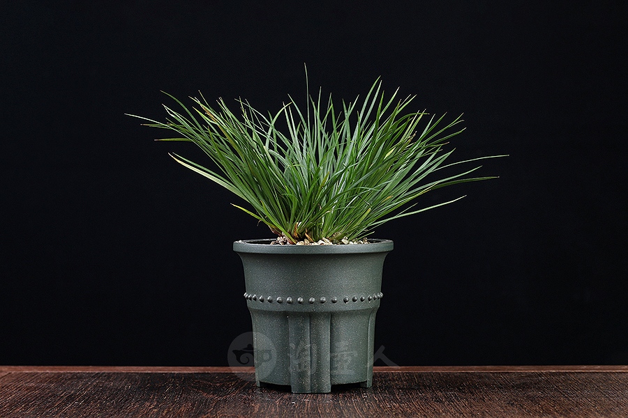 竹节菖蒲盆(施小马监制·限量款)