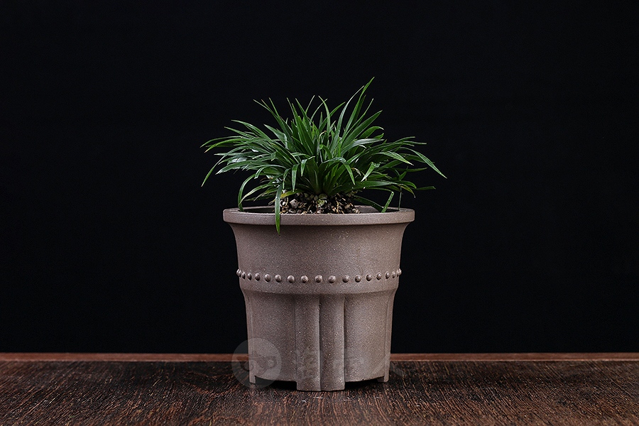 竹节菖蒲盆(施小马监制·限量款)