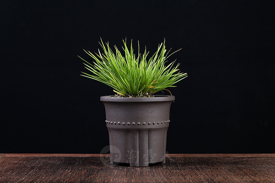 竹节菖蒲盆(施小马监制·限量款)