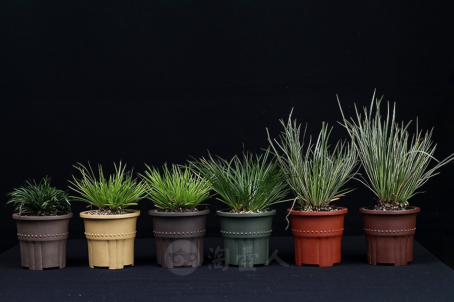 竹节菖蒲盆(施小马监制·限量款)