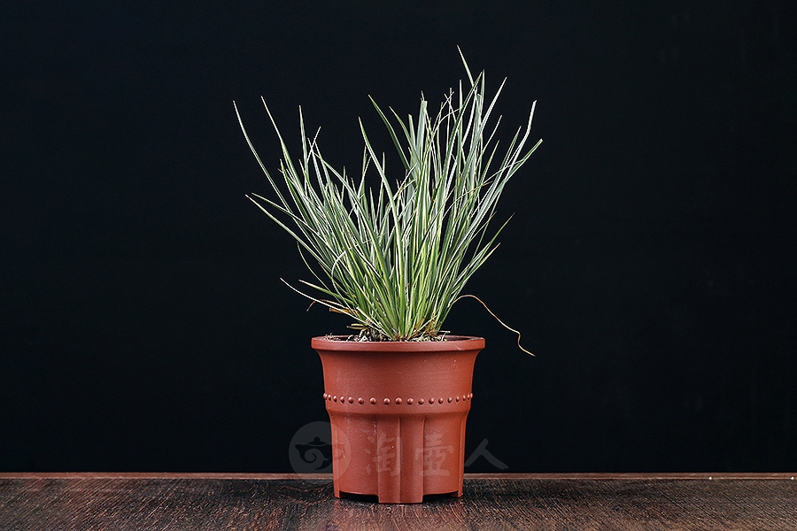 竹节菖蒲盆(施小马监制·限量款)