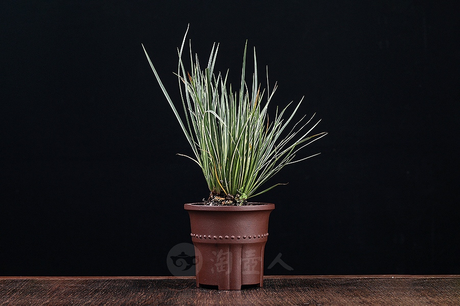 竹节菖蒲盆(施小马监制·限量款)