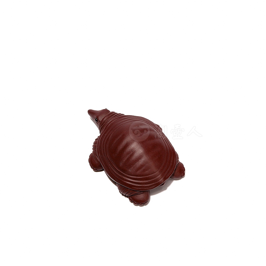 甲鱼茶宠