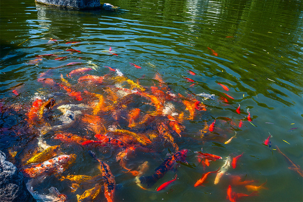 宜兴湖,最后的深氧界