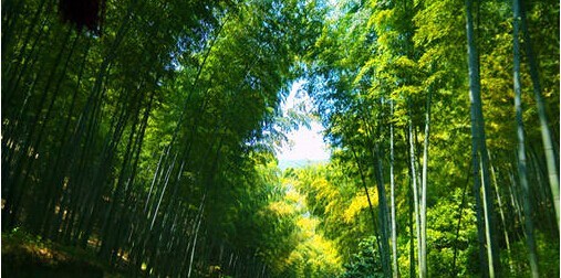 利星行无锡区E级车宜兴竹海试驾会招募