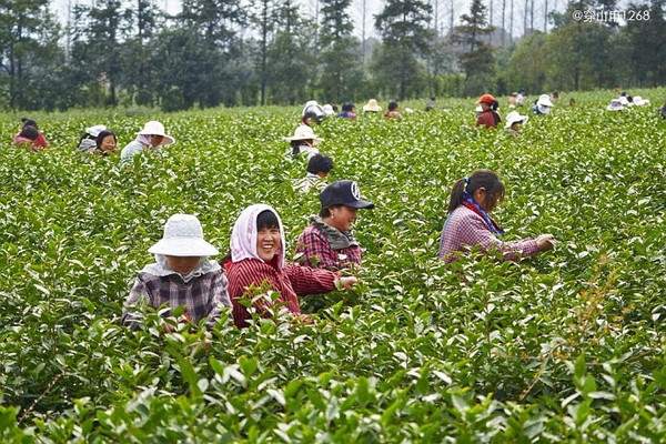 茶香三月,宜兴阳羡茶农开采明前茶
