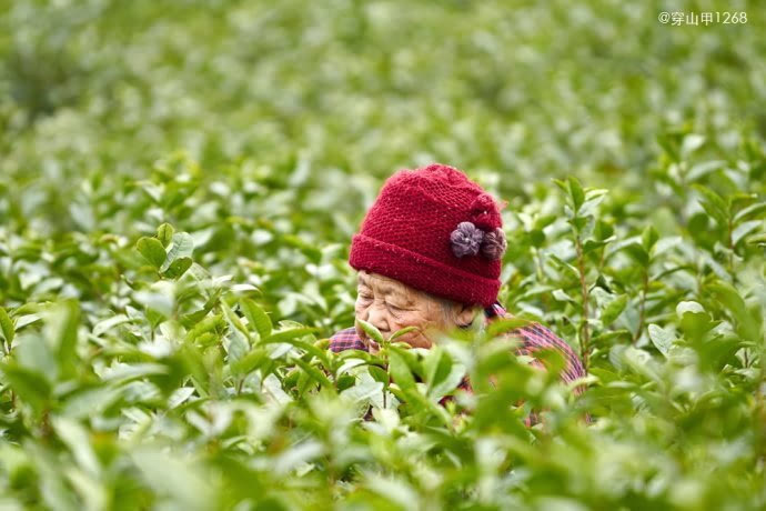 茶香三月,宜兴阳羡茶农开采明前茶