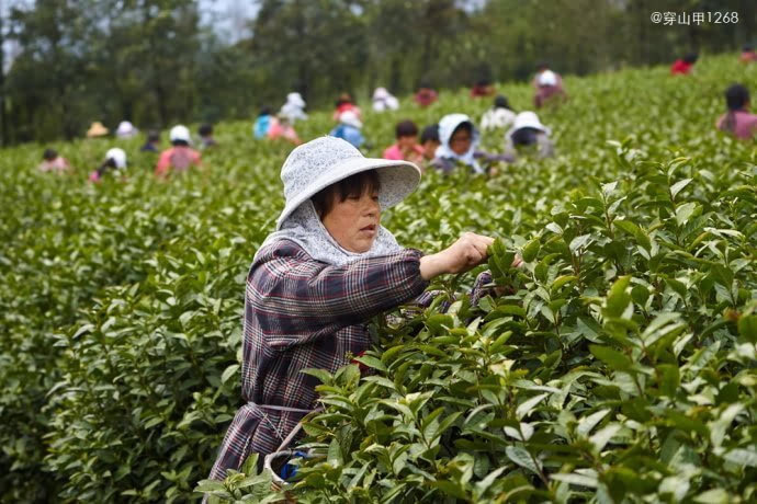 茶香三月,宜兴阳羡茶农开采明前茶