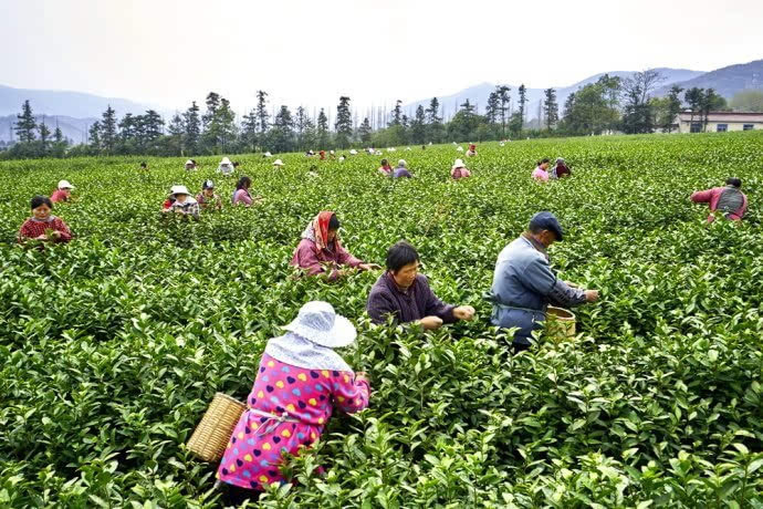 茶香三月,宜兴阳羡茶农开采明前茶