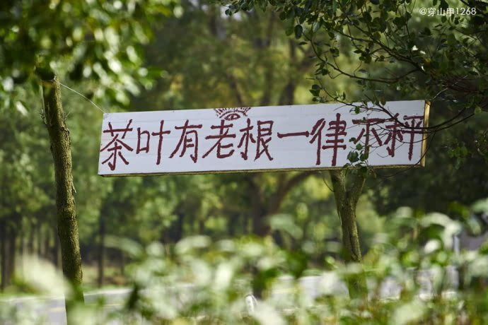 茶香三月,宜兴阳羡茶农开采明前茶