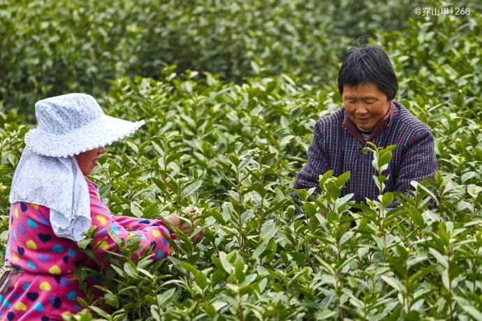 茶香三月,宜兴阳羡茶农开采明前茶