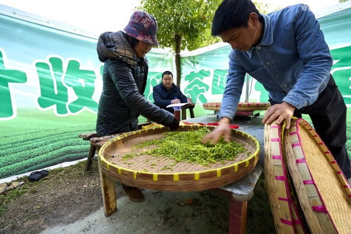 茶香三月,宜兴阳羡茶农开采明前茶