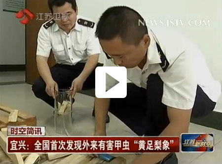 江苏卫视:宜兴:全国首次发现外来有害甲虫黄足梨象