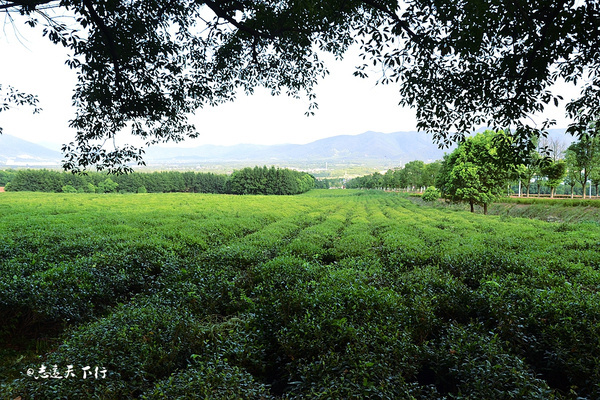 【深氧界的夏天】在宜兴竹海,读懂这杯茶。