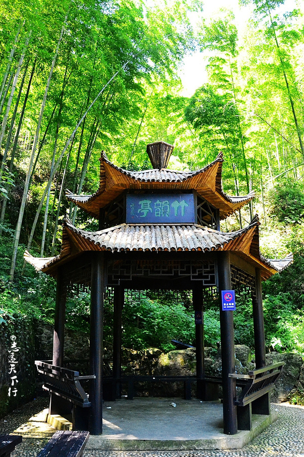 【深氧界的夏天】在宜兴竹海,读懂这杯茶。