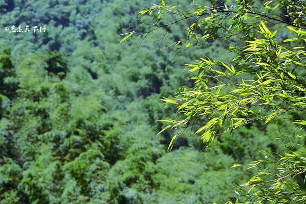 【深氧界的夏天】在宜兴竹海,读懂这杯茶。