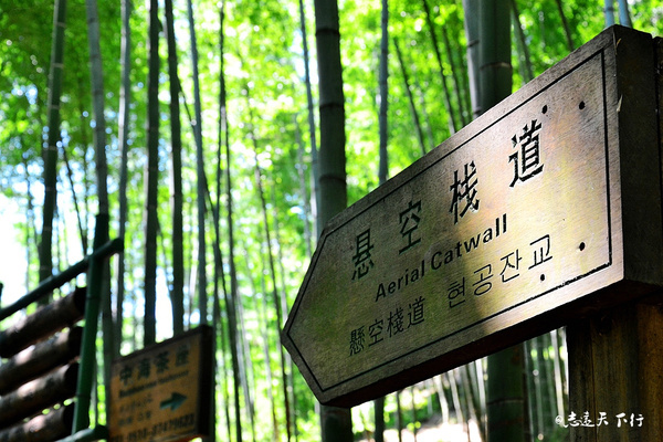 【深氧界的夏天】在宜兴竹海,读懂这杯茶。