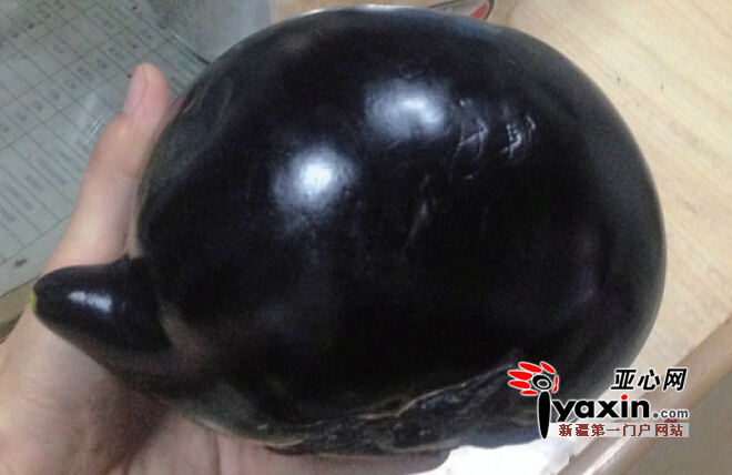 乌鲁木齐一市民买到一个茄子长得像紫砂壶