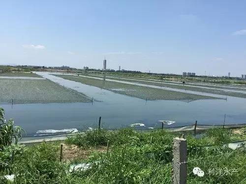 增氧增产让江苏宜兴河蟹养殖户连年成功