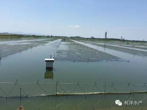 增氧增产让江苏宜兴河蟹养殖户连年成功