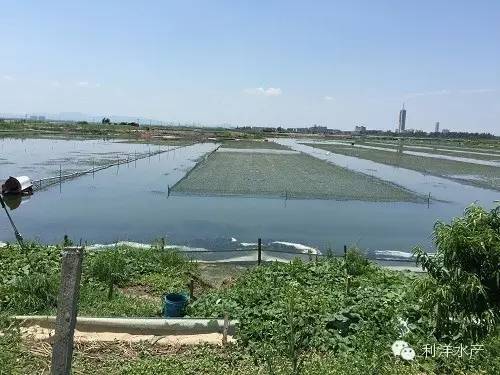 增氧增产让江苏宜兴河蟹养殖户连年成功