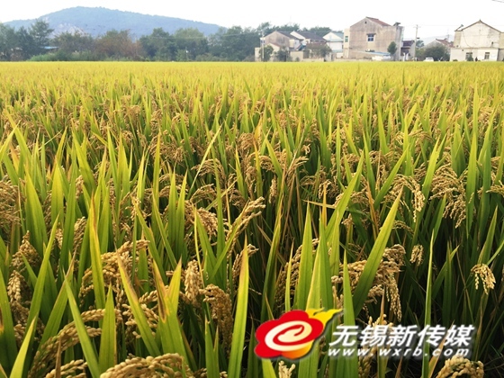 美籍华人眼中的无锡宜兴美:带你一起宜兴去看海