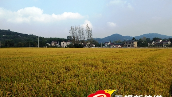 美籍华人眼中的无锡宜兴美:带你一起宜兴去看海
