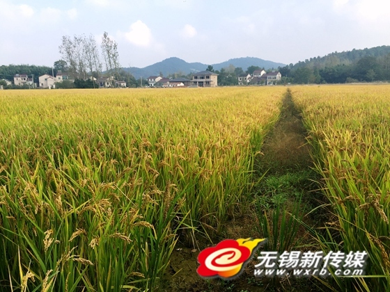 美籍华人眼中的无锡宜兴美:带你一起宜兴去看海