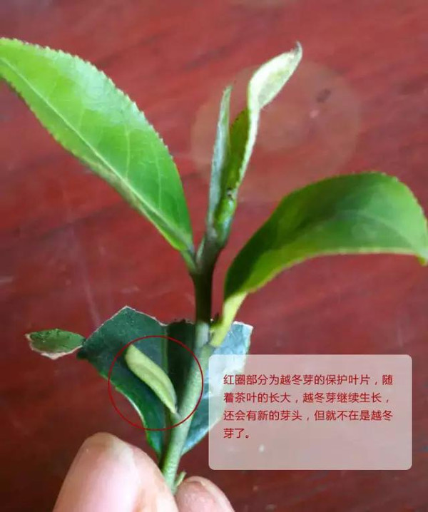 十里亭紫砂:春茶中的精品是什么
