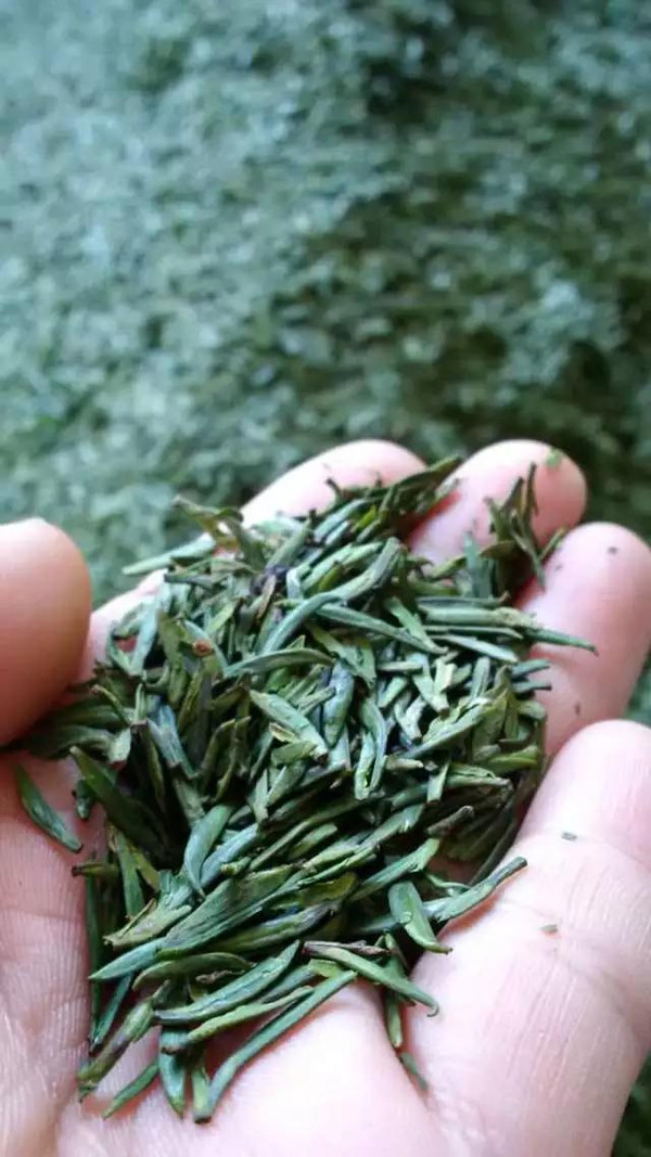 十里亭紫砂:春茶中的精品是什么