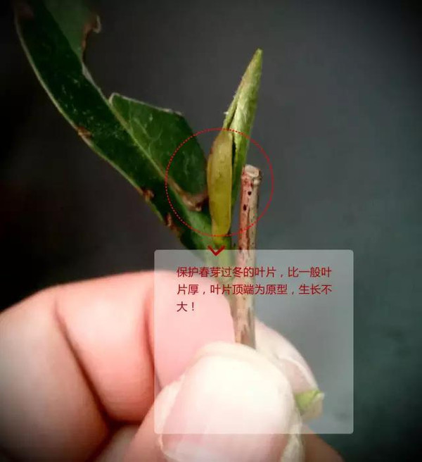 十里亭紫砂:春茶中的精品是什么