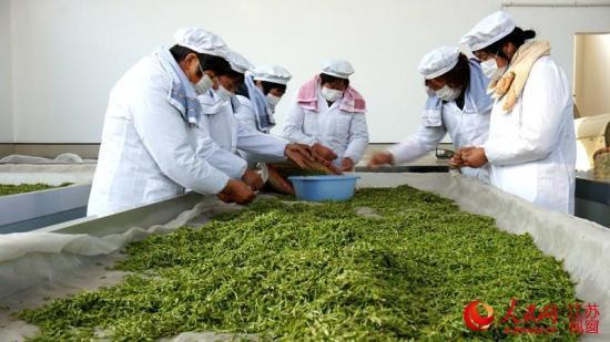 高清:宜兴早春茶全面开采首罐拍出8.8万元
