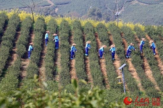 高清:宜兴早春茶全面开采首罐拍出8.8万元