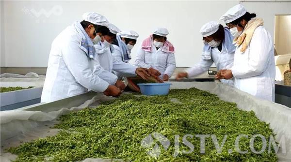 宜兴春茶上市价格与去年基本持平