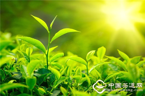 宜兴春茶全面开采
