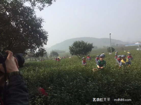 宜兴春茶批量开采茗鼎重金悬赏阳羡茶传承人