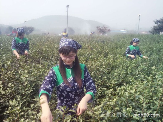 宜兴春茶批量开采茗鼎重金悬赏阳羡茶传承人
